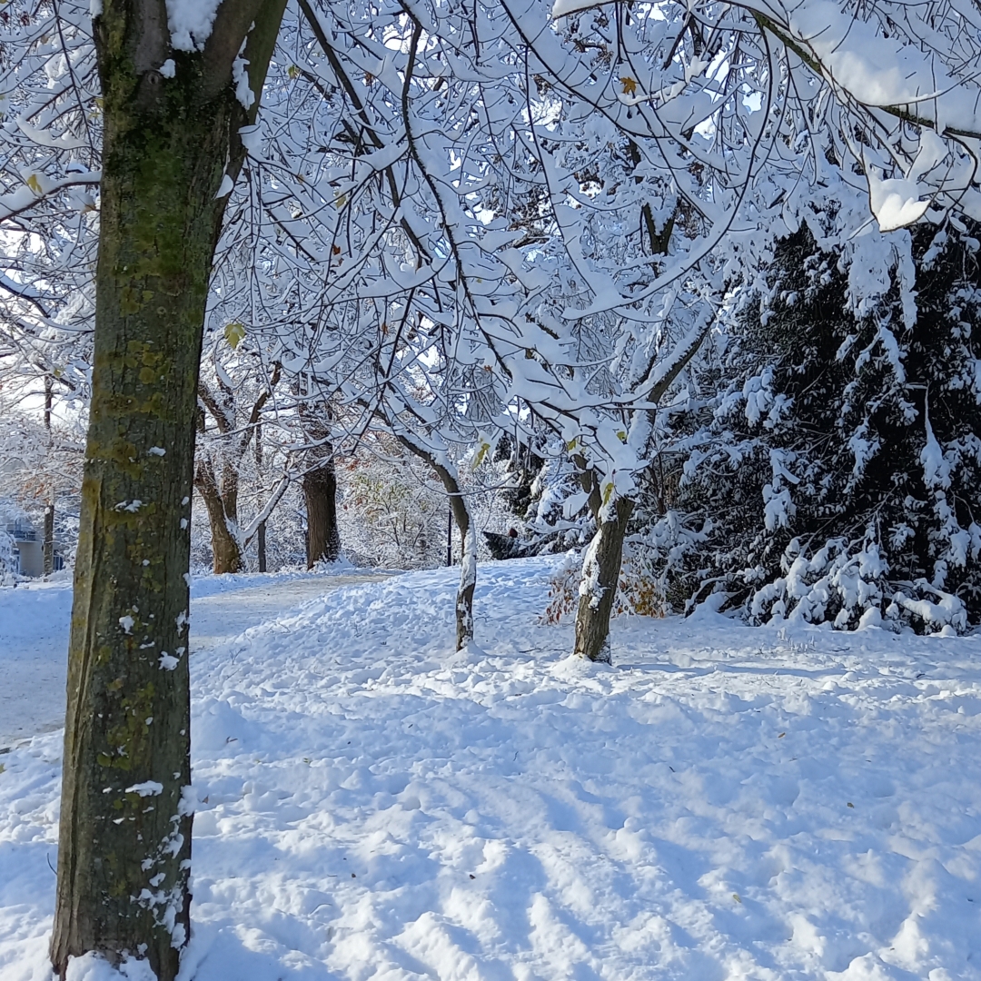 Tiefster Winter im Park